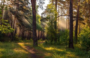 zonnig bos van Mykhailo Sherman
