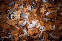 Feathers