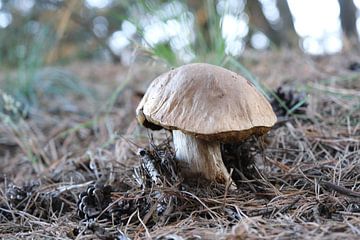 Grijzebruine paddenstoel van Spijks PhotoGraphics