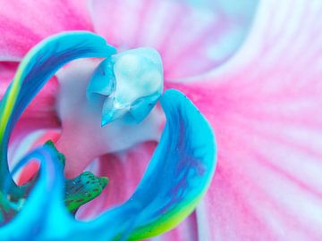 Bleu avec orchidée papillon rose sur de buurtfotograaf Leontien