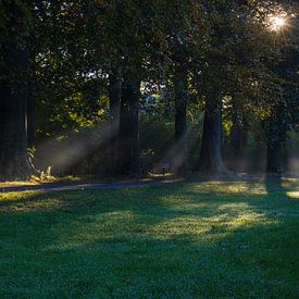 Bankje in het park tijdens de ochtend van Kelly De Preter