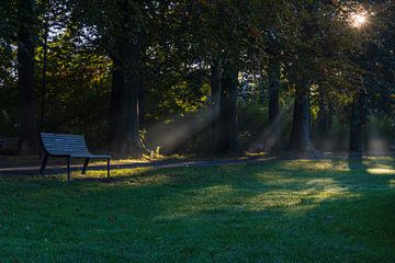Bench in the park during the morning by Kelly De Preter