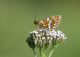 Alpenparelmoervlinder op schermbloem von Marnix Jonker