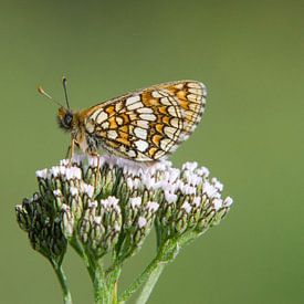 Alpenparelmoervlinder op schermbloem sur Marnix Jonker