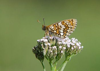 Alpenparelmoervlinder op schermbloem