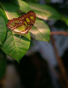 Vlinder op blad van Peter Damen
