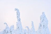 Marshmallow-Bäume von Kimberley Jekel Miniaturansicht