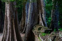 Riesige Bäume überwuchern die Wände von Angkor Wat-Cambodia