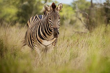 Zebra's in het Krugerpark