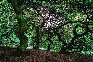 Forêt des sorcières sur ARTDesign-Fotografie