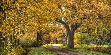 Weggetje in het Friese Gaasterland in de volle kleurrijke herfsttooi van Harrie Muis
