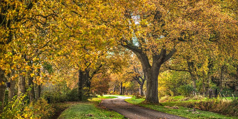 Straße im friesischen Gaasterland in der farbenprächtigen Herbstlandschaft von Harrie Muis