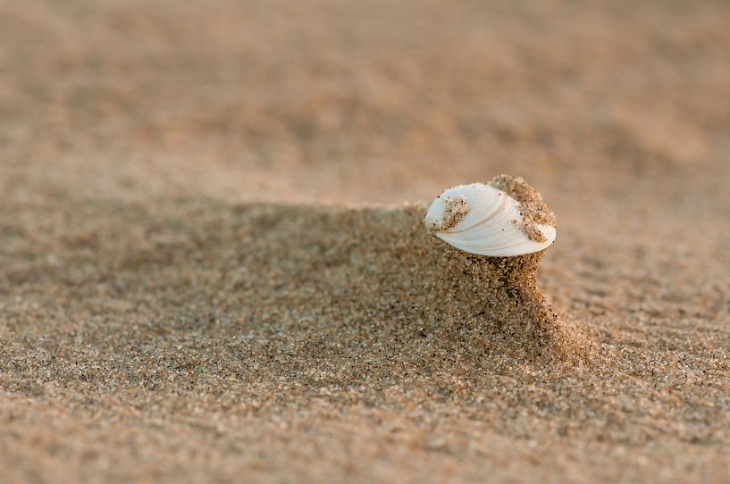 Beach by Bas Van Ooijen