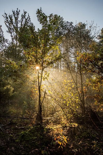 forests by Bart Liesenborgs