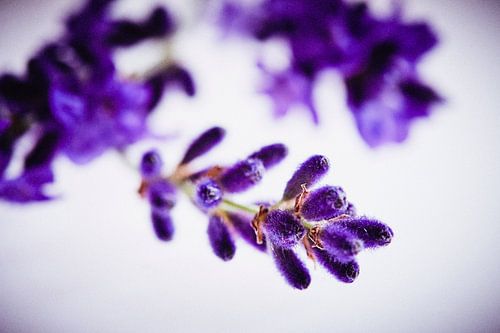 Lavendelblüte