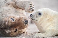 Kegelrobbenelternteil mit Jungtier am Strand im Wattenmeer im Winter