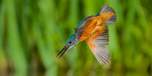IJsvogel - In een flits
