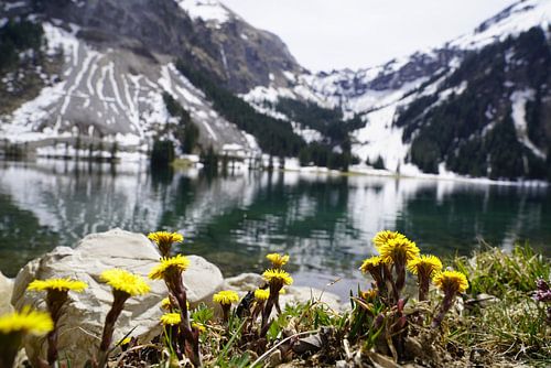 De Vilsalpsee in het Tannheimer Tal met spiegelend water en een alpenberglandschap op de achtergrond.