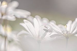 Buschwindröschen in Blüte