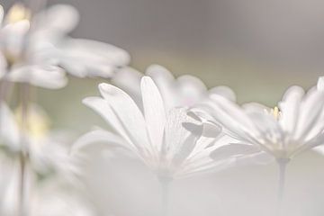 Frühlingsblüher Anemone von Caroline Drijber