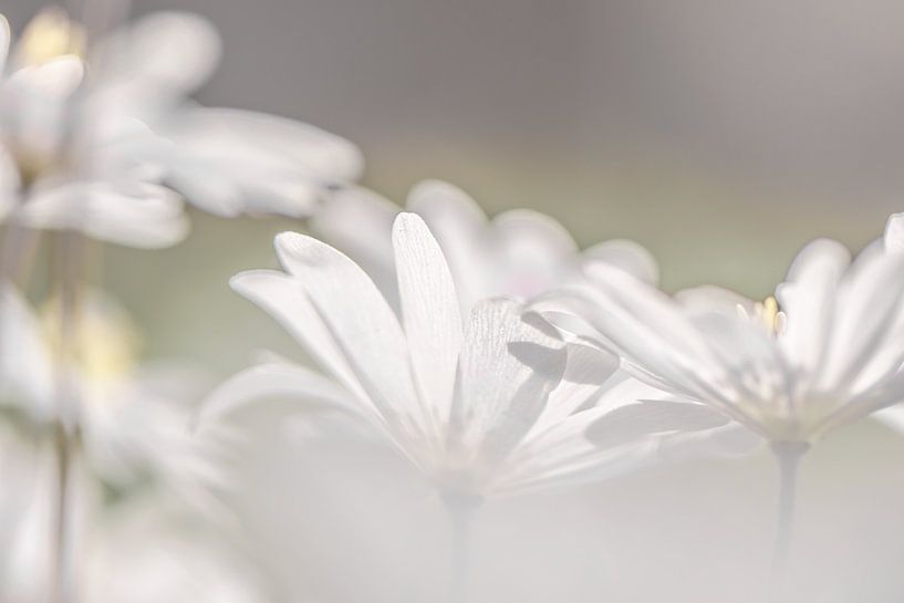 Buschwindröschen in Blüte von Caroline Drijber