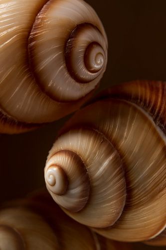 Twisted: Shells facing the other way by Marjolijn van den Berg