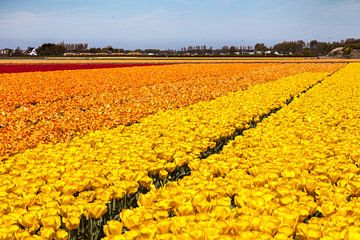 Veld met bloeiende tulpen