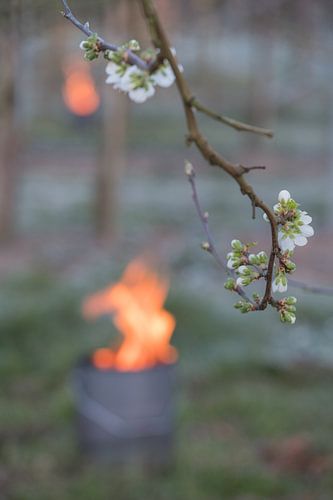 Vuurpotten kersenboomgaard