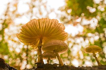 Porcelain fungus during an autumn day in a beech tree forest