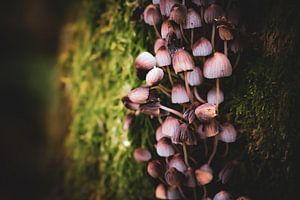 Le paradis des champignons