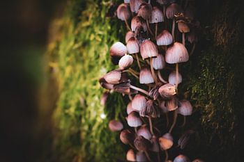 Paddenstoelenparadijs