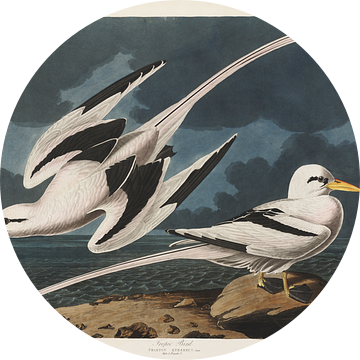 Turnbulls  - Teylers Edition -  Birds of America, John James Audubon van Teylers Museum