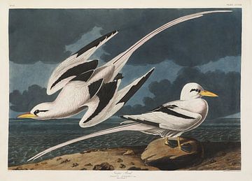Turnbulls - Edition Teylers - Oiseaux d'Amérique, John James Audubon sur Teylers Museum