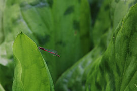 Libellule rouge dans la verdure sur Krista Zuur