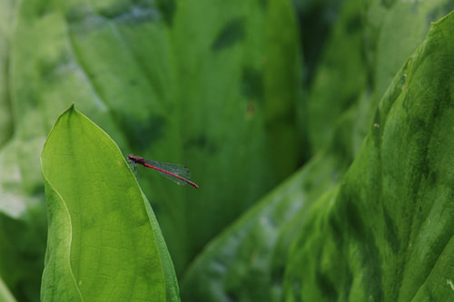 Libellule rouge dans la verdure