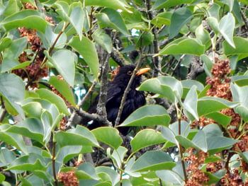Vogel in de boom tussen de bladeren.