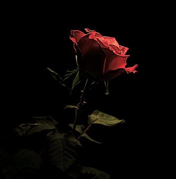 Rode roos van fernlichtsicht