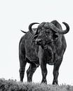 Buffalo van Marije Rademaker thumbnail