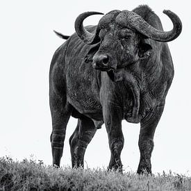 Buffalo by Marije Rademaker