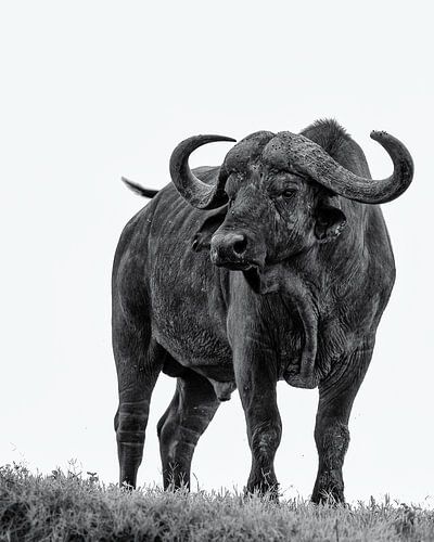 Buffalo sur Marije Rademaker