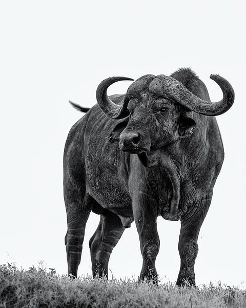 Buffalo par Marije Rademaker