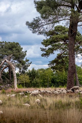 Schapen op de Strijbeekse heide in de lente met mooie wolkenpartij.