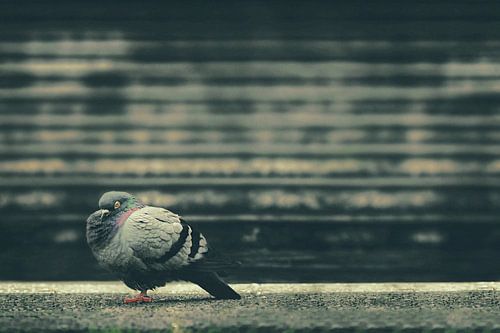 Stadsduif op Verweerde Trap: Gratie in het Hart van de Stad - Fotografie voor Moderne Interieurs