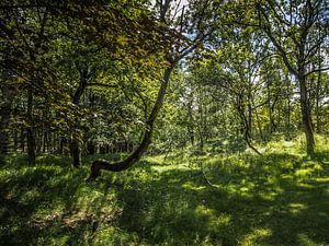 Grasland im Wald
