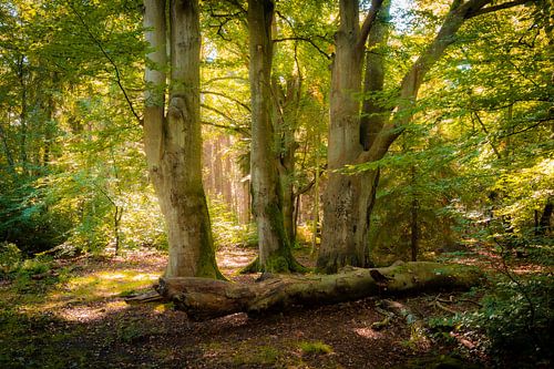 Wald auf Darß von Martin Wasilewski