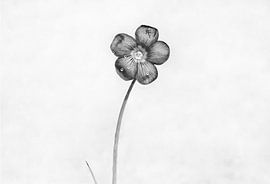 KLAVERTJE-4 IN BLOEI (2016)