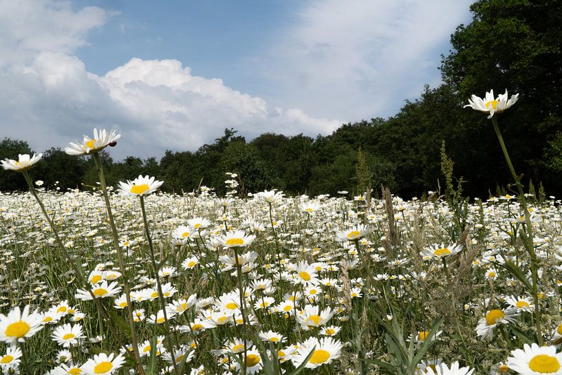 Blumen von Maaike Krimpenfort
