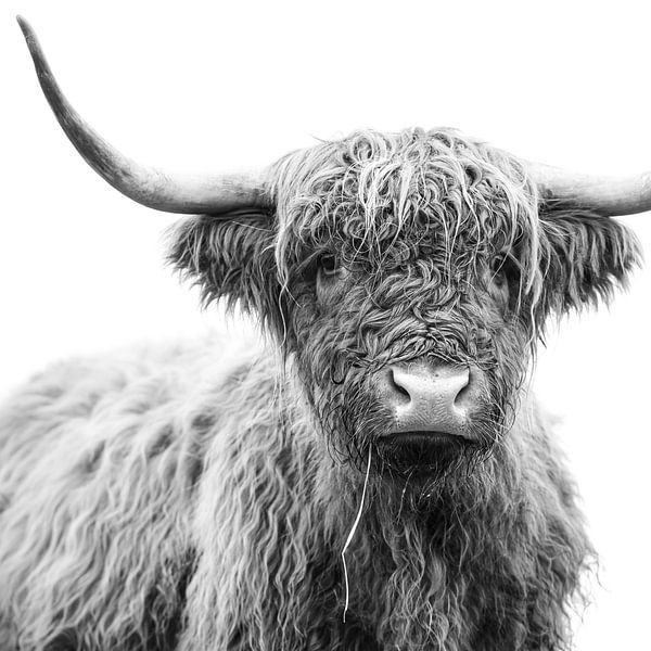 Scottish Highlander by Karel Ton