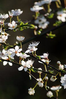Hawthorn blossom