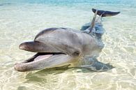 Ein Delfin, Großer Tümmler, am Strand. von Norbert Probst Miniaturansicht